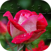Flower Jigsaw Puzzle