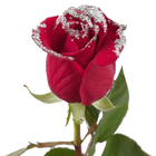 Good morning Flowers Roses 4K icon