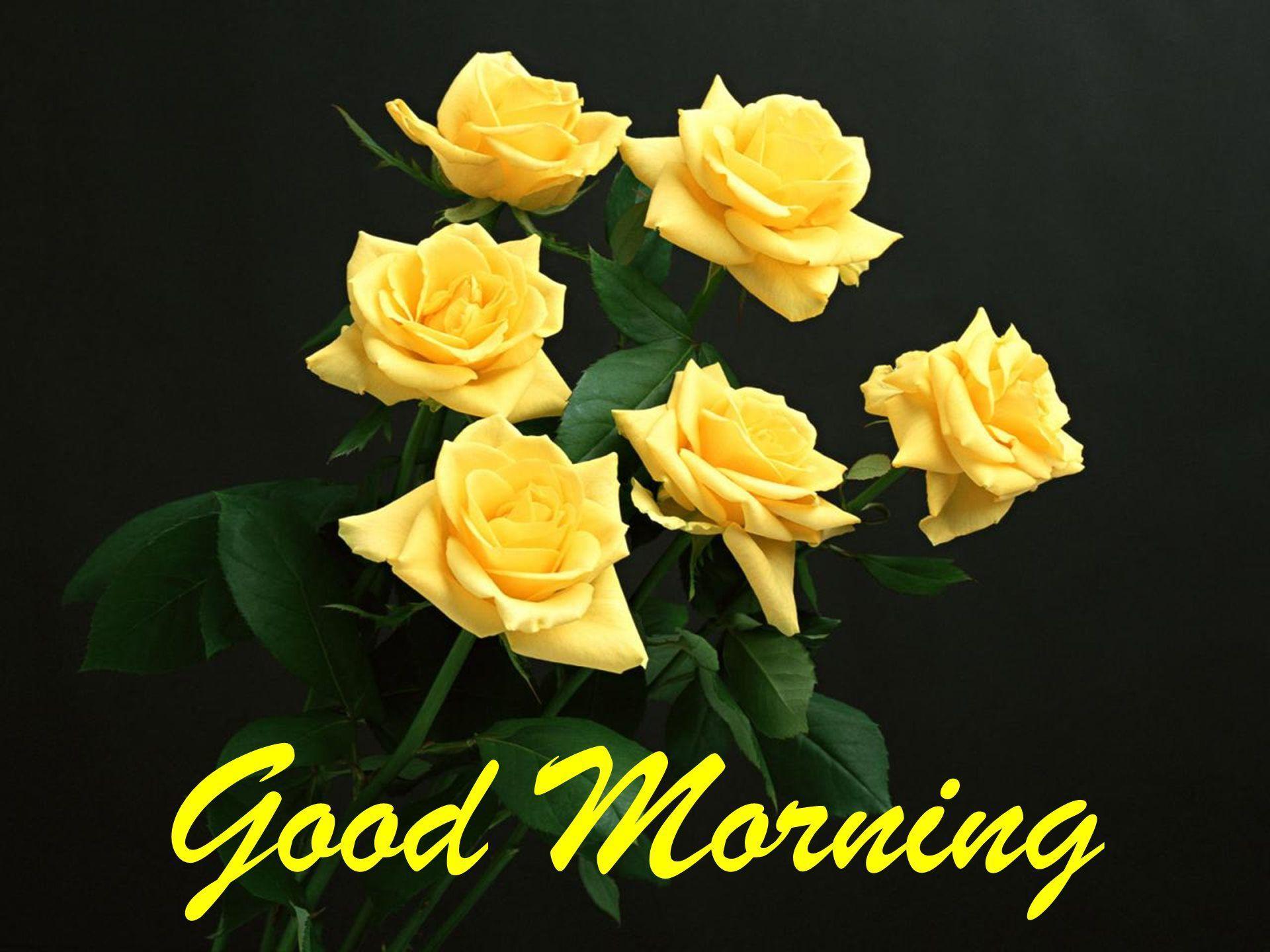 Good Morning Flower Wallpapers Colorful Roses 4k For Android Apk Download