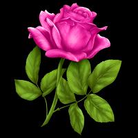 Good morning Flowers Roses 4K-poster