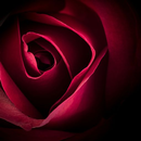 Flower Wallpaper APK