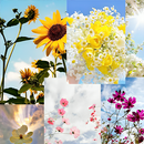 Flower Aesthetic wallpaper APK