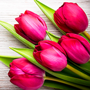 Flowers Stickers for WhatsApp APK
