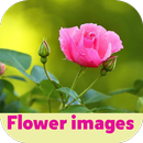 flower images APK