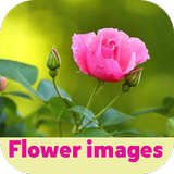 flower images