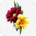 flower images