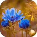 flower images hd APK