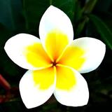 Flower Wallpapers icon