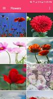 Flower Wallpapers ภาพหน้าจอ 3