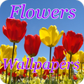 Flowers wallpapers