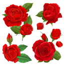 love rose flowers forwasticker APK