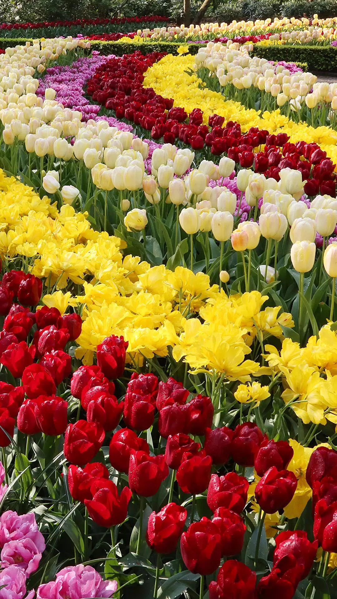 Flowers Garden Wallpaper APK for Android Download Flowers Garden Wallpaper APK for Android Download