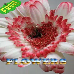 download Flowers APK