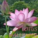 Lotus Flower Wallpaper APK