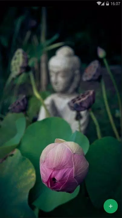 Lotus Flower Wallpaper APK for Android Download Lotus Flower Wallpaper APK for Android Download