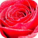 Flowers Stickers for WhatsApp 💐🌹🌷 WAStickerApps APK