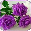 Beautiful flowers and roses pictures Gif APK