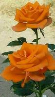 Beautiful flowers and roses pictures Gif capture d'écran 2