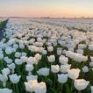 Flowers Wallpaper 아이콘