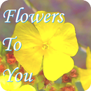 Flores pra Você-APK