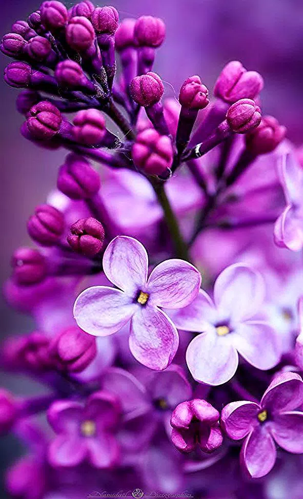 Beautiful Flowers Wallpaper HD APK for Android Download Beautiful Flowers Wallpaper HD APK for Android Download