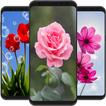 Flower Wallpaper HD