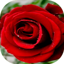 Flowers and roses Gif APK