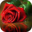 photo rose