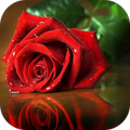 photo rose