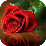 photo rose иконка