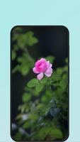 flowers wallpapers Ekran Görüntüsü 1