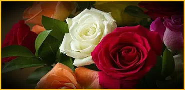 Flowers HD Wallpapers, Colorful live Roses 4K