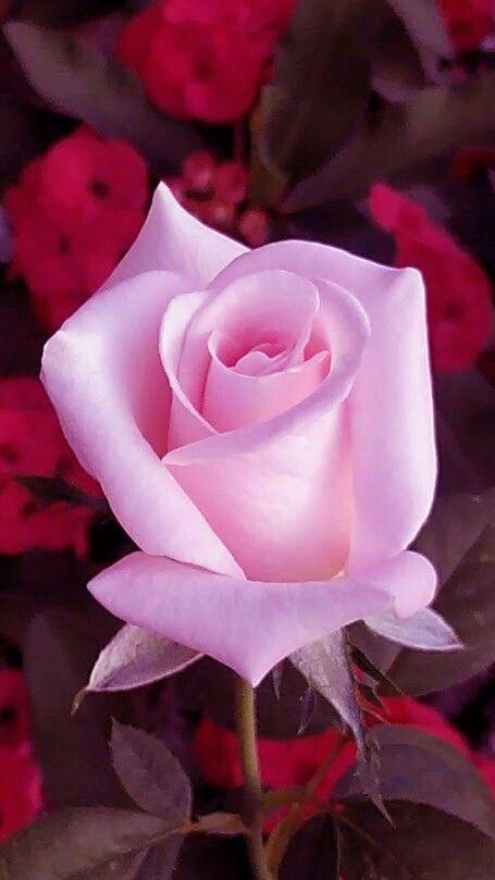 Flowers HD Wallpapers, Colorful live Roses 4K APK for Android – Download Flowers HD Wallpapers, Colorful live Roses 4K APK Latest Version from Flowers HD Wallpapers, Colorful live Roses 4K APK for Android – Download Flowers HD Wallpapers, Colorful live Roses 4K APK Latest Version from