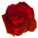 Flower Stickers For Whatsapp W APK