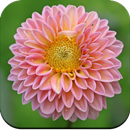 Flower Wallpaper HD APK