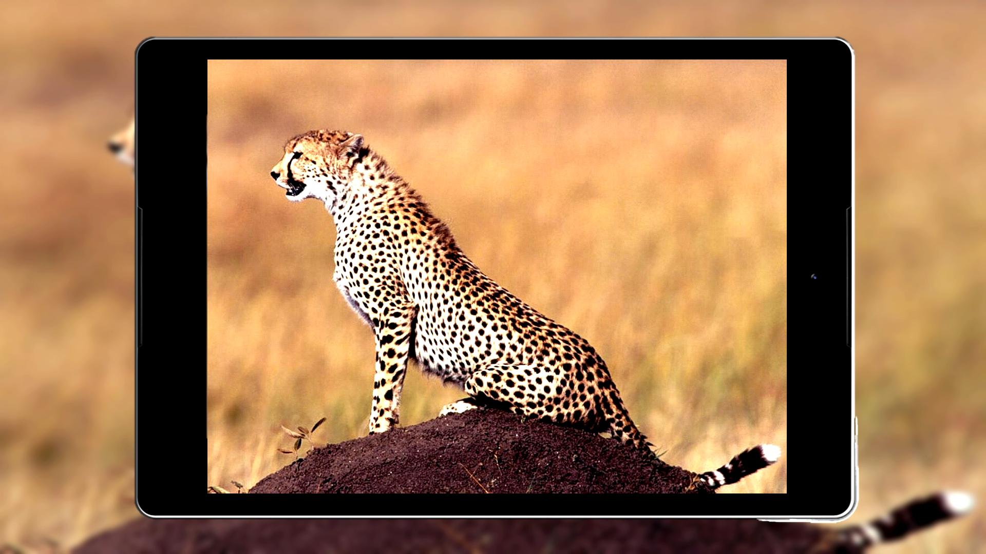 Cheetah Wallpapers Hd For Android Apk Download