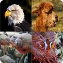 Adivina La Imagen APK