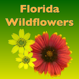 Southern Florida Wildflowers