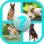 Dog Breed Quiz icon