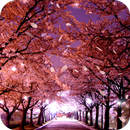 Sakura Live Wallpaper APK