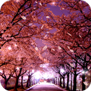 APK Sakura Live Wallpaper