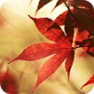 ”Autumn Live Wallpaper