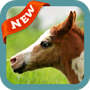 Foal Wallpaper APK