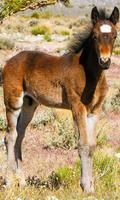 Foal Wallpaper Affiche