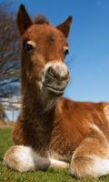 Foal Wallpaper screenshot 1