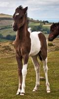 Foal Wallpaper screenshot 2