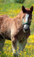 Foal Wallpaper screenshot 3
