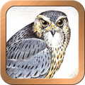 Druid Oracle Cards