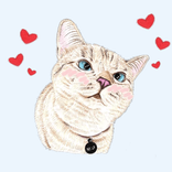 Katzenaufkleber für WhatsApp