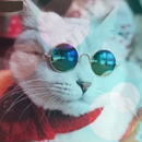 Kucing Lucu HD Wallpaper 2019 APK